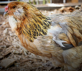 นักวิจัยพบวิธีแปรรูป ‘ขนไก่’ ใช้ประโยชน์ได้หลายอย่าง