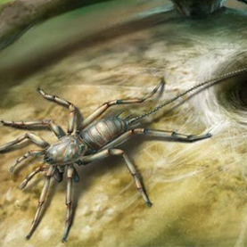 พบฟอสซิลญาติโบราณมีหางของแมงมุมในอำพัน100 ล้านปี