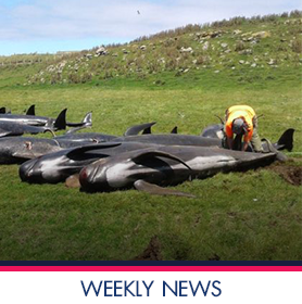 นิวซีแลนด์กับวาฬเกยตื้น: เหตุใดวาฬเกือบ 150 ตัวขึ้นมาตาย